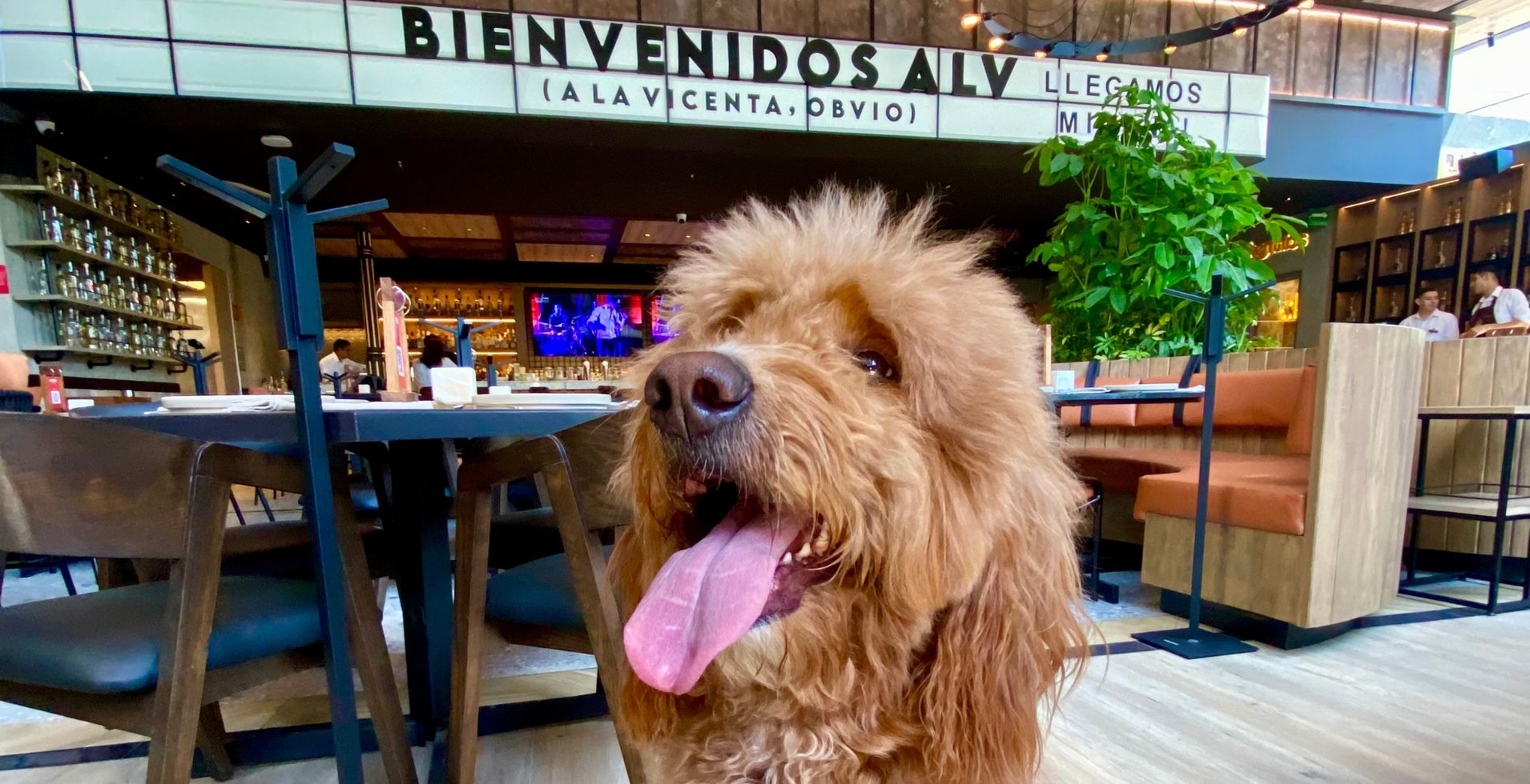 Restaurantes Pet Friendly en Ciudad de México